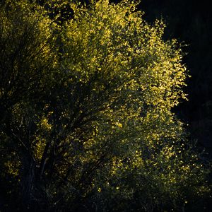 Preview wallpaper leaves, tree, branches, dark