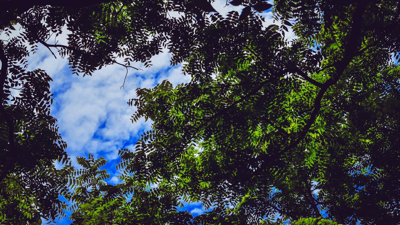 Wallpaper leaves, tree, branches, sky