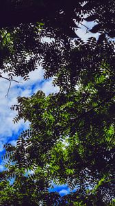 Preview wallpaper leaves, tree, branches, sky