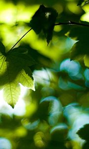 Preview wallpaper leaves, tree, branches, maple, green, light