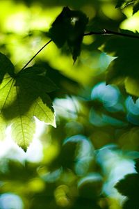 Preview wallpaper leaves, tree, branches, maple, green, light