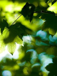 Preview wallpaper leaves, tree, branches, maple, green, light