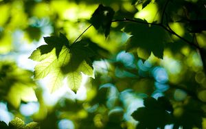 Preview wallpaper leaves, tree, branches, maple, green, light