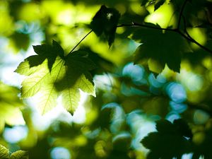 Preview wallpaper leaves, tree, branches, maple, green, light