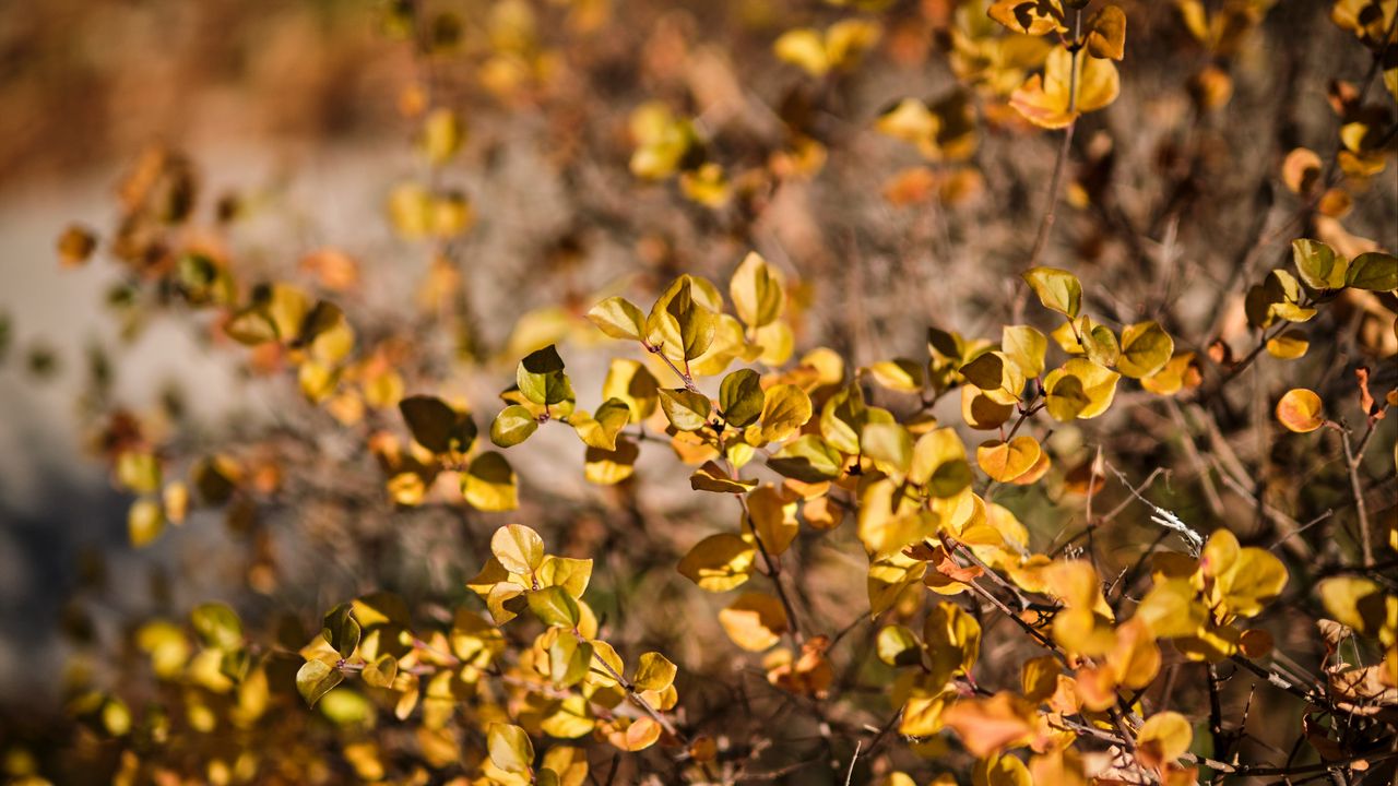 Wallpaper leaves, tree, branches, nature, blur