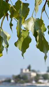 Preview wallpaper leaves, tree, focus, coast, summer