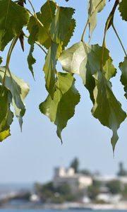 Preview wallpaper leaves, tree, focus, coast, summer