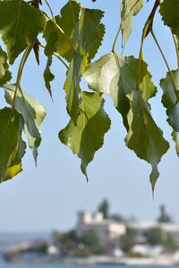 Preview wallpaper leaves, tree, focus, coast, summer