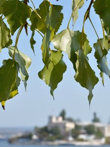 Preview wallpaper leaves, tree, focus, coast, summer