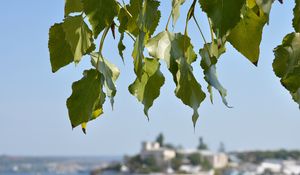 Preview wallpaper leaves, tree, focus, coast, summer