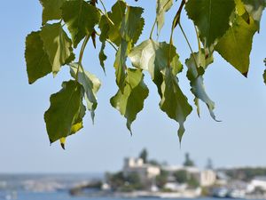 Preview wallpaper leaves, tree, focus, coast, summer