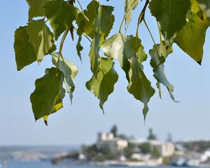 Preview wallpaper leaves, tree, focus, coast, summer