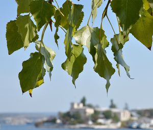 Preview wallpaper leaves, tree, focus, coast, summer