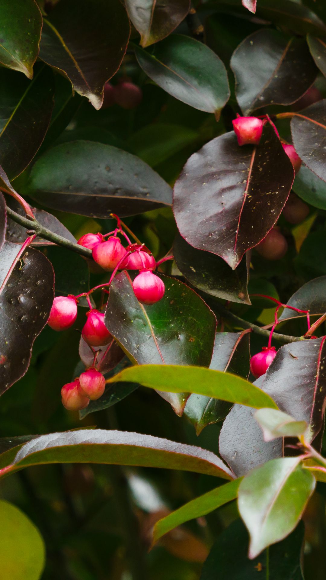 1080x1920 Wallpaper leaves, tree, nature, branches