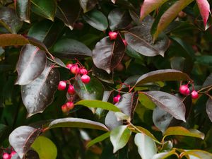 Preview wallpaper leaves, tree, nature, branches