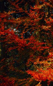 Preview wallpaper leaves, trees, autumn, branches, shadows, autumn colors