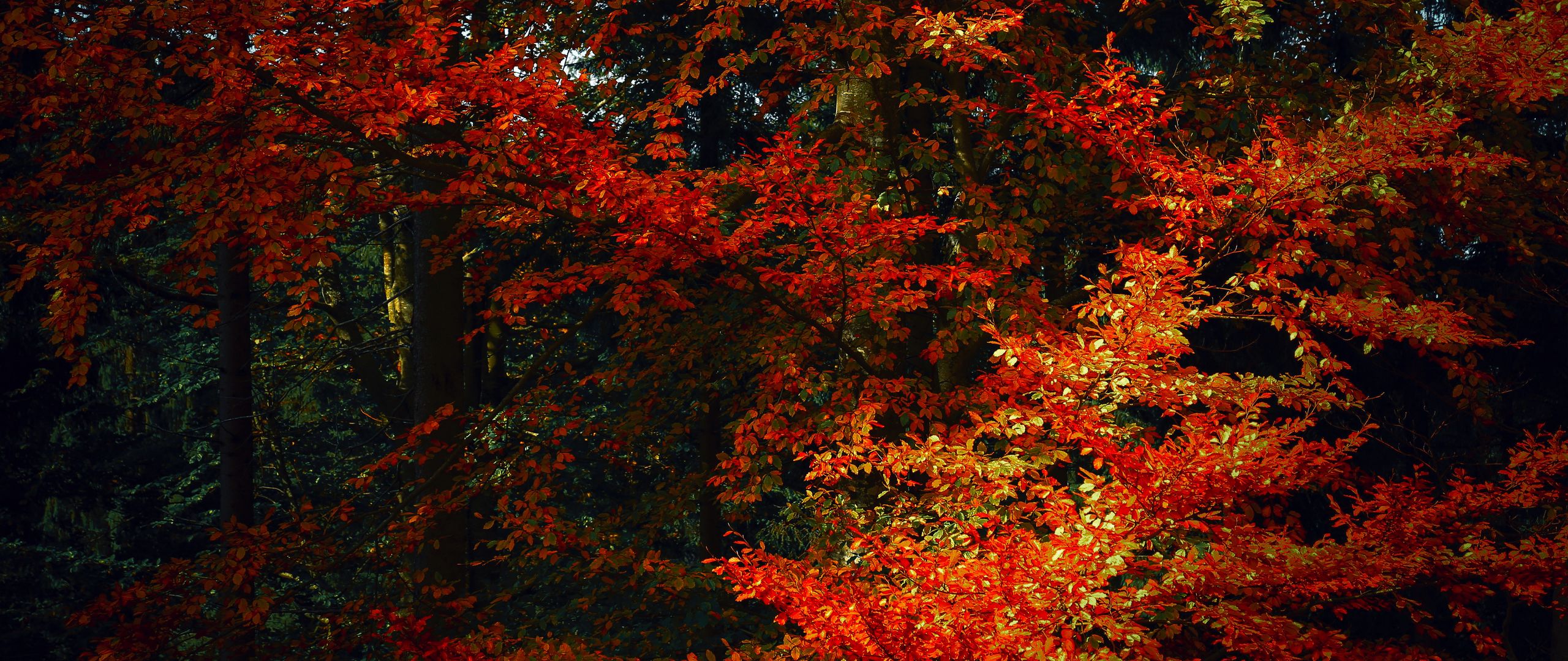 Download wallpaper 2560x1080 leaves, trees, autumn, branches, shadows ...