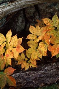 Preview wallpaper leaves, trees, bark, autumn, bottom