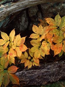 Preview wallpaper leaves, trees, bark, autumn, bottom