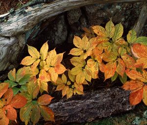 Preview wallpaper leaves, trees, bark, autumn, bottom