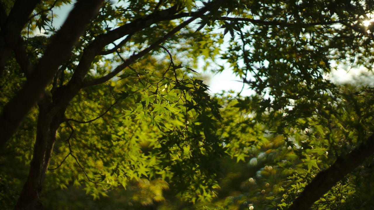 Wallpaper leaves, trees, branches, nature, green