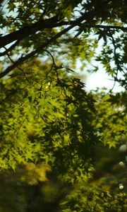 Preview wallpaper leaves, trees, branches, nature, green