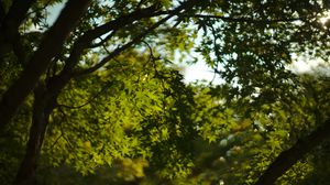 Preview wallpaper leaves, trees, branches, nature, green