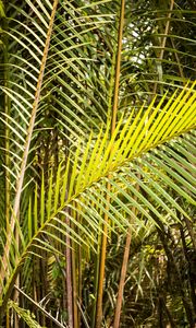 Preview wallpaper leaves, tropics, macro, green