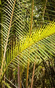 Preview wallpaper leaves, tropics, macro, green