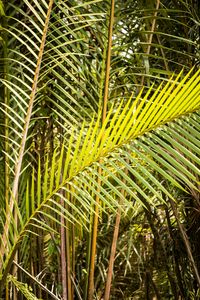 Preview wallpaper leaves, tropics, macro, green