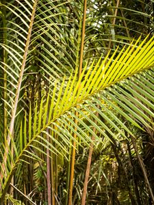 Preview wallpaper leaves, tropics, macro, green