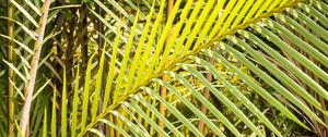 Preview wallpaper leaves, tropics, macro, green