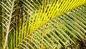 Preview wallpaper leaves, tropics, macro, green
