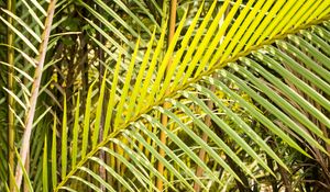 Preview wallpaper leaves, tropics, macro, green