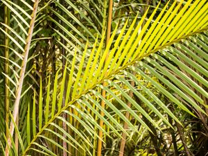 Preview wallpaper leaves, tropics, macro, green