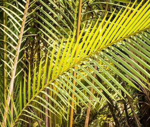 Preview wallpaper leaves, tropics, macro, green