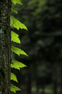 Preview wallpaper leaves, trunk, tree, macro