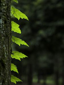 Preview wallpaper leaves, trunk, tree, macro