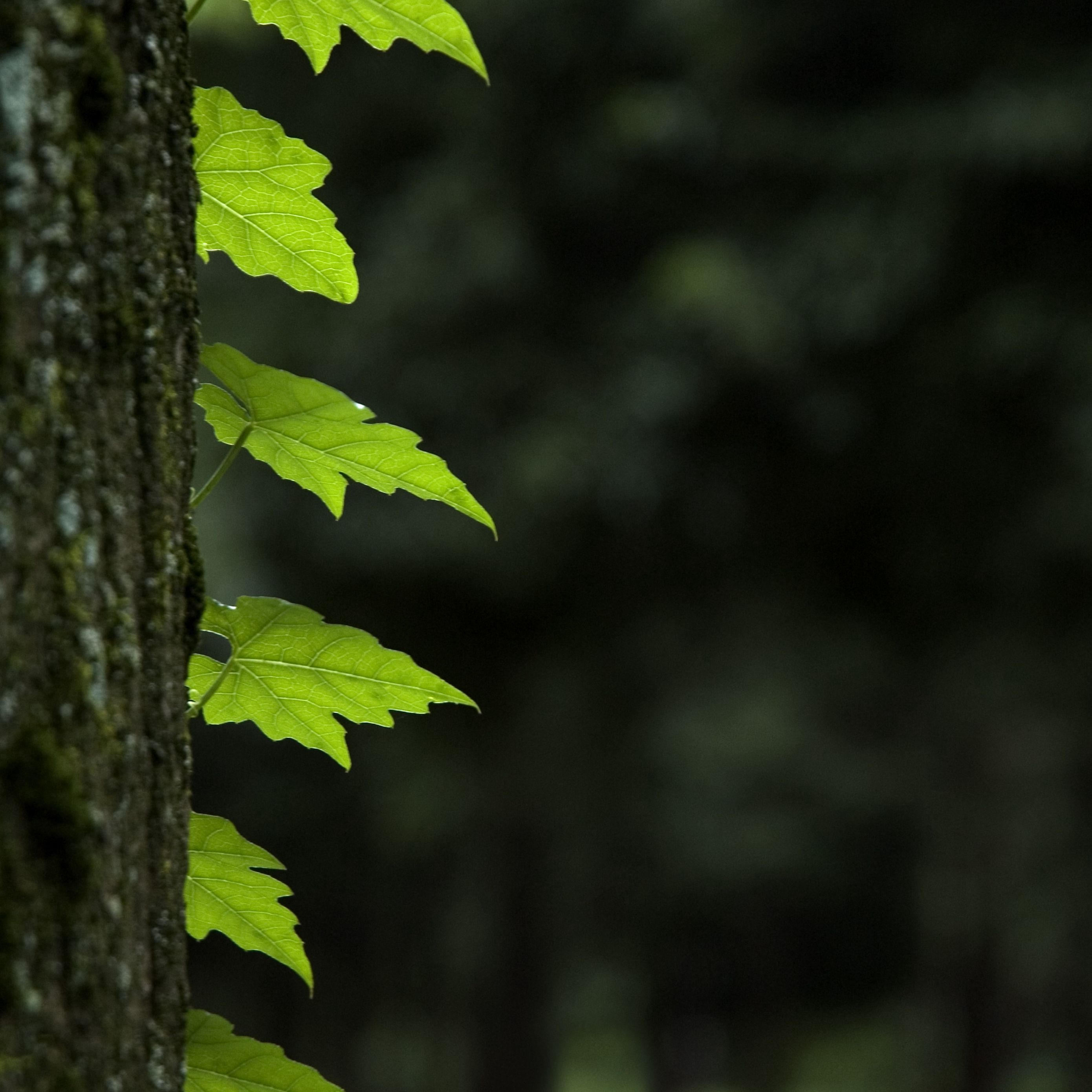 Download wallpaper 2780x2780 leaves, trunk, tree, macro ipad air, ipad