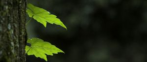 Preview wallpaper leaves, trunk, tree, macro