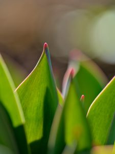 Preview wallpaper leaves, tulips, macro, spring