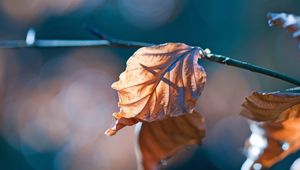 Preview wallpaper leaves, twigs, dry, autumn, flare