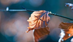 Preview wallpaper leaves, twigs, dry, autumn, flare