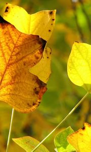 Preview wallpaper leaves, twigs, dry, autumn