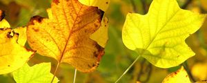 Preview wallpaper leaves, twigs, dry, autumn