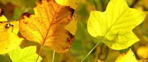 Preview wallpaper leaves, twigs, dry, autumn