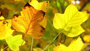 Preview wallpaper leaves, twigs, dry, autumn