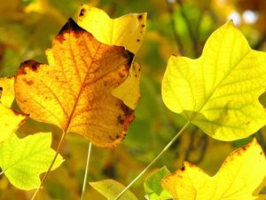 Preview wallpaper leaves, twigs, dry, autumn