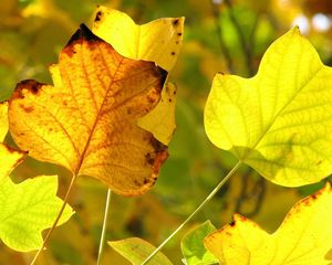 Preview wallpaper leaves, twigs, dry, autumn