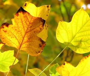 Preview wallpaper leaves, twigs, dry, autumn